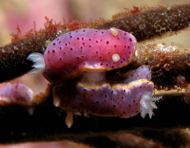 Chromodoris woodwardae